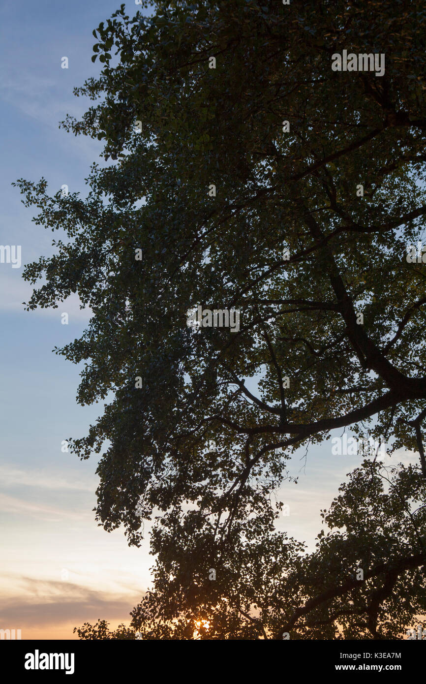 Summer tree hi-res stock photography and images - Alamy