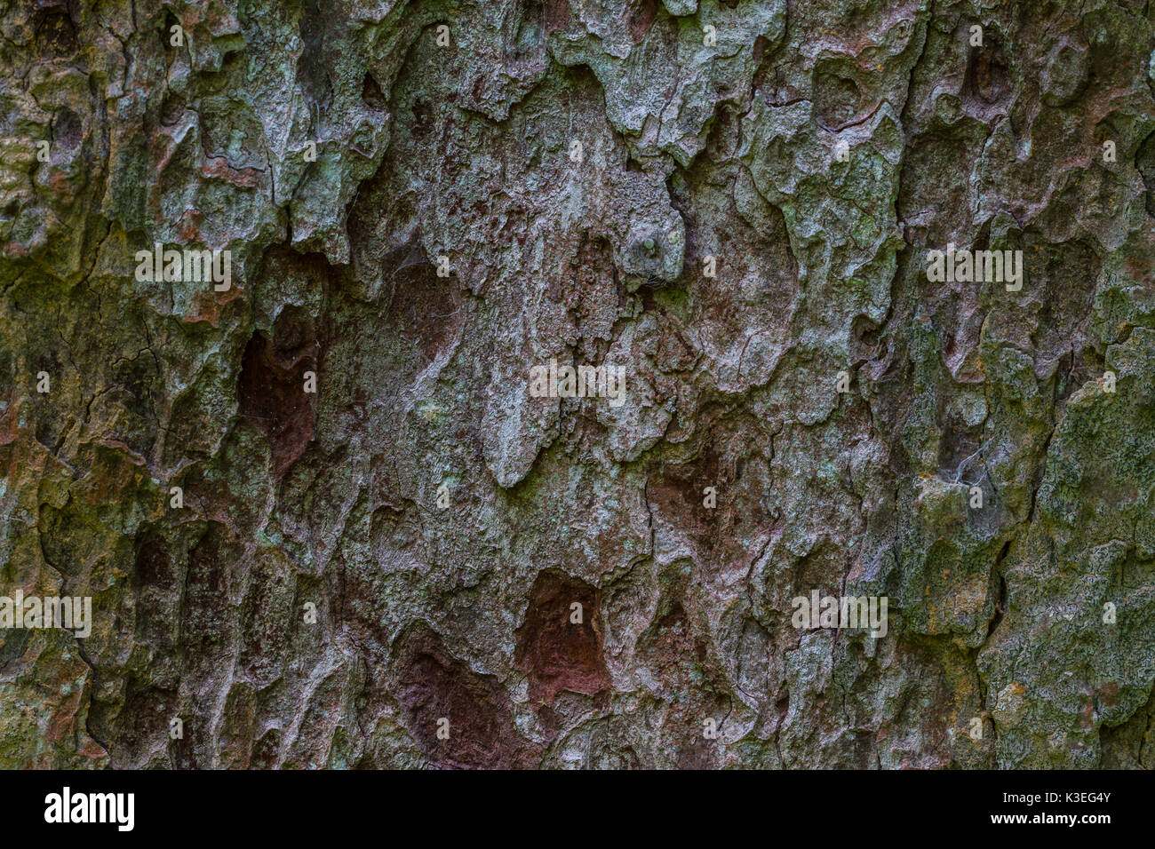 texture of bark wood use as natural background Stock Photo - Alamy
