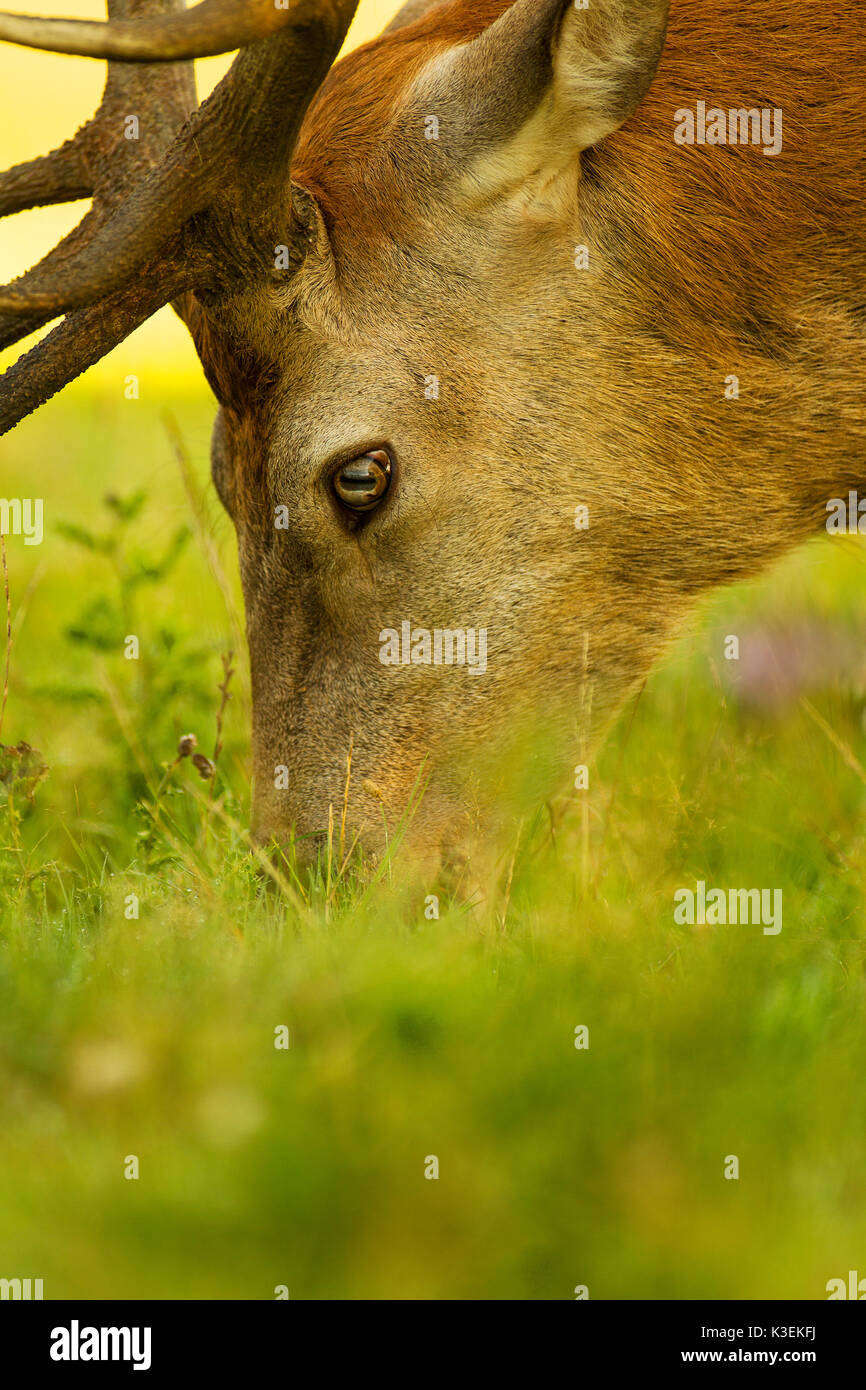 Deer Rut Season Wildlife Stock Photo Alamy