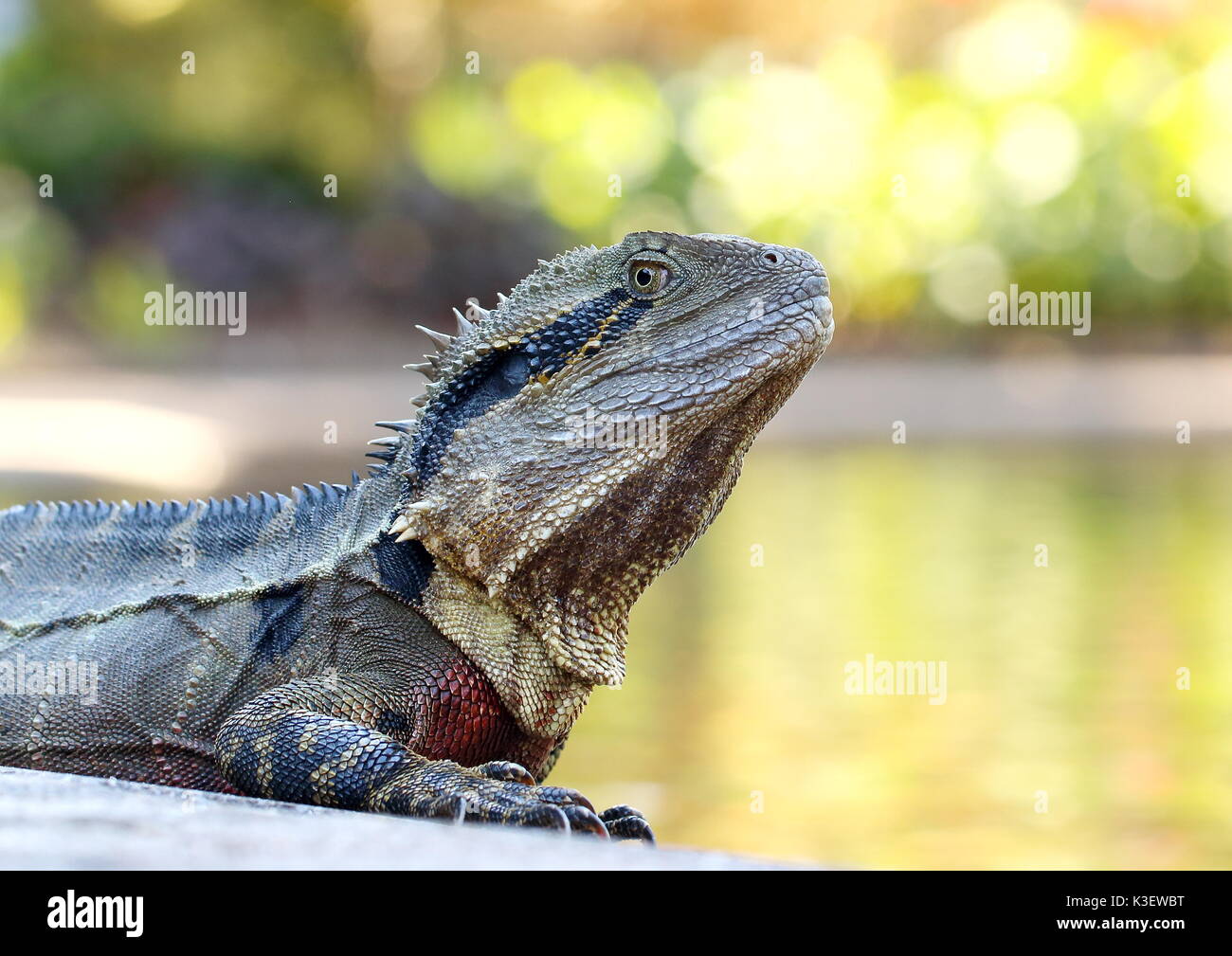 Water dragon in a botanical park in Australia sunning itself by a lake