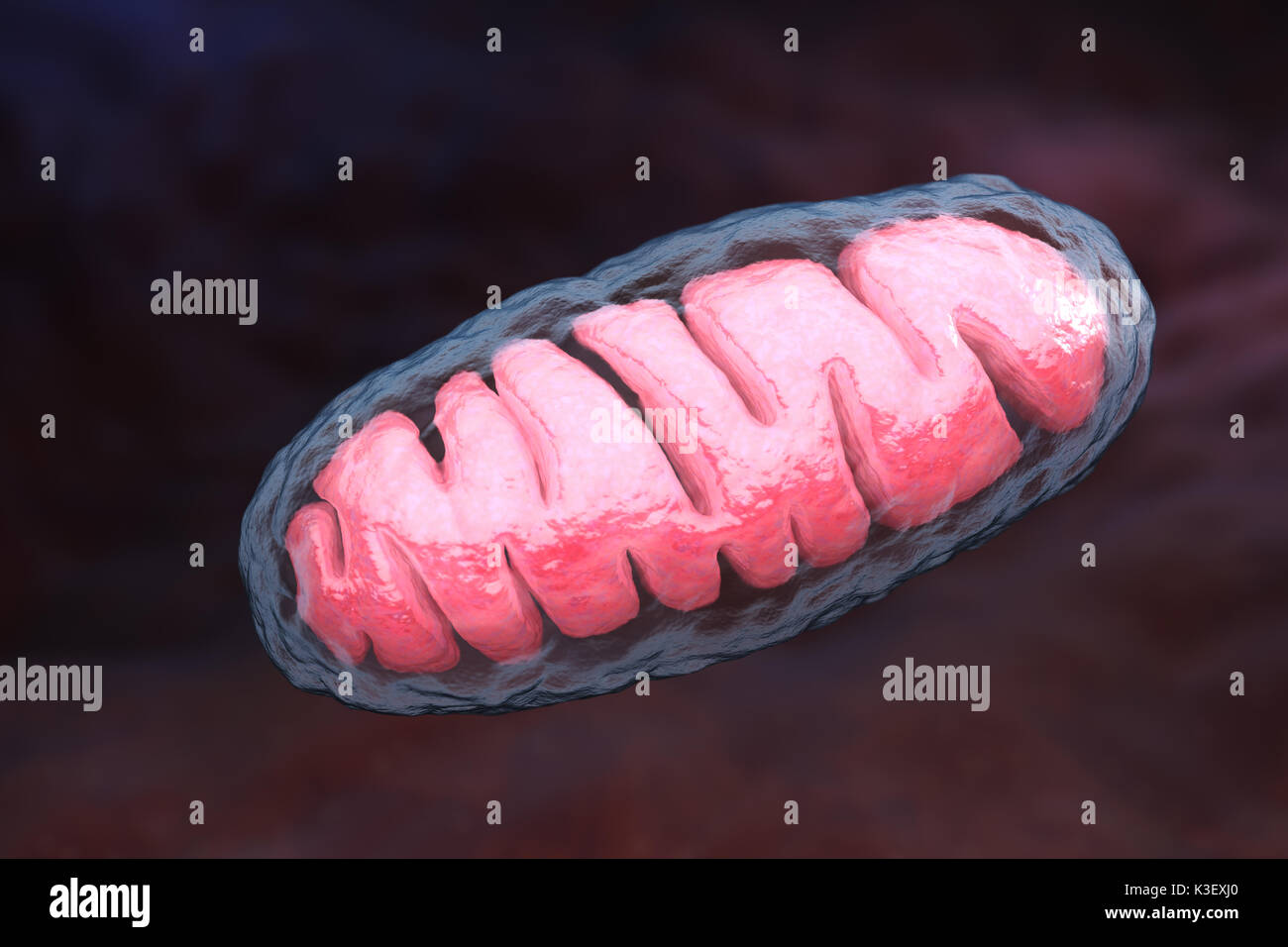 Mitochondrion is a double membrane-bound organelle found in all eukaryotic organisms. 3D illustration Stock Photo