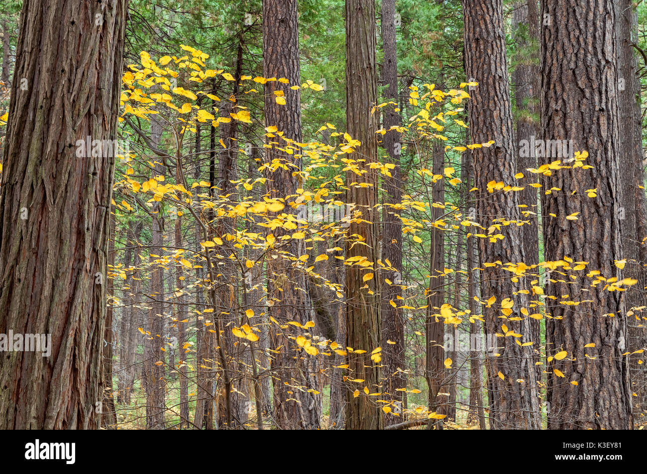 A dogwood tree in its fall foliage among the redwood trees in Yosemite