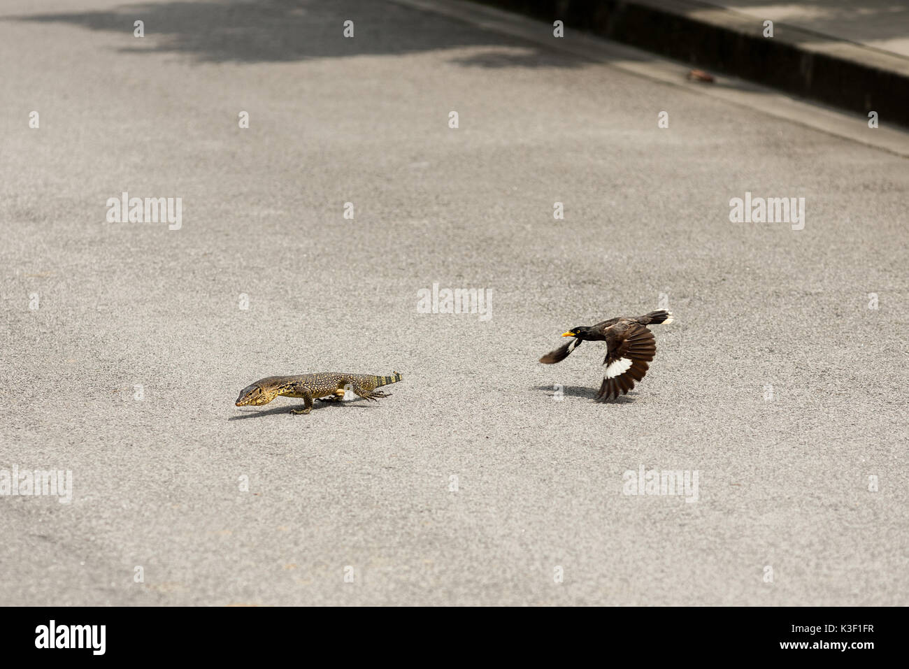 Monitor lizard nest hires stock photography and images Alamy