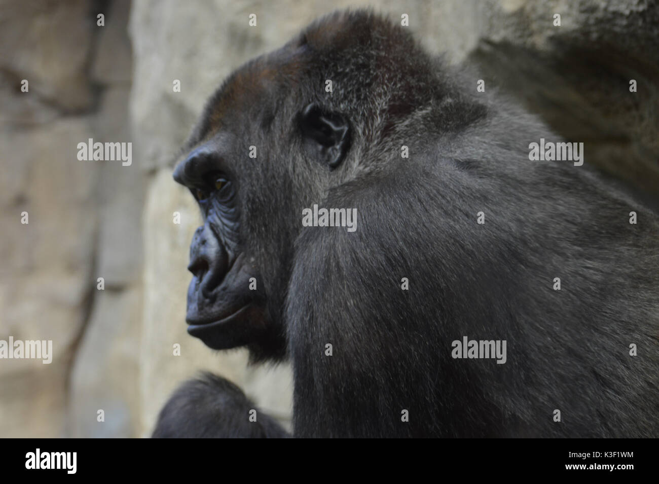 Gorilla eyes hires stock photography and images Alamy