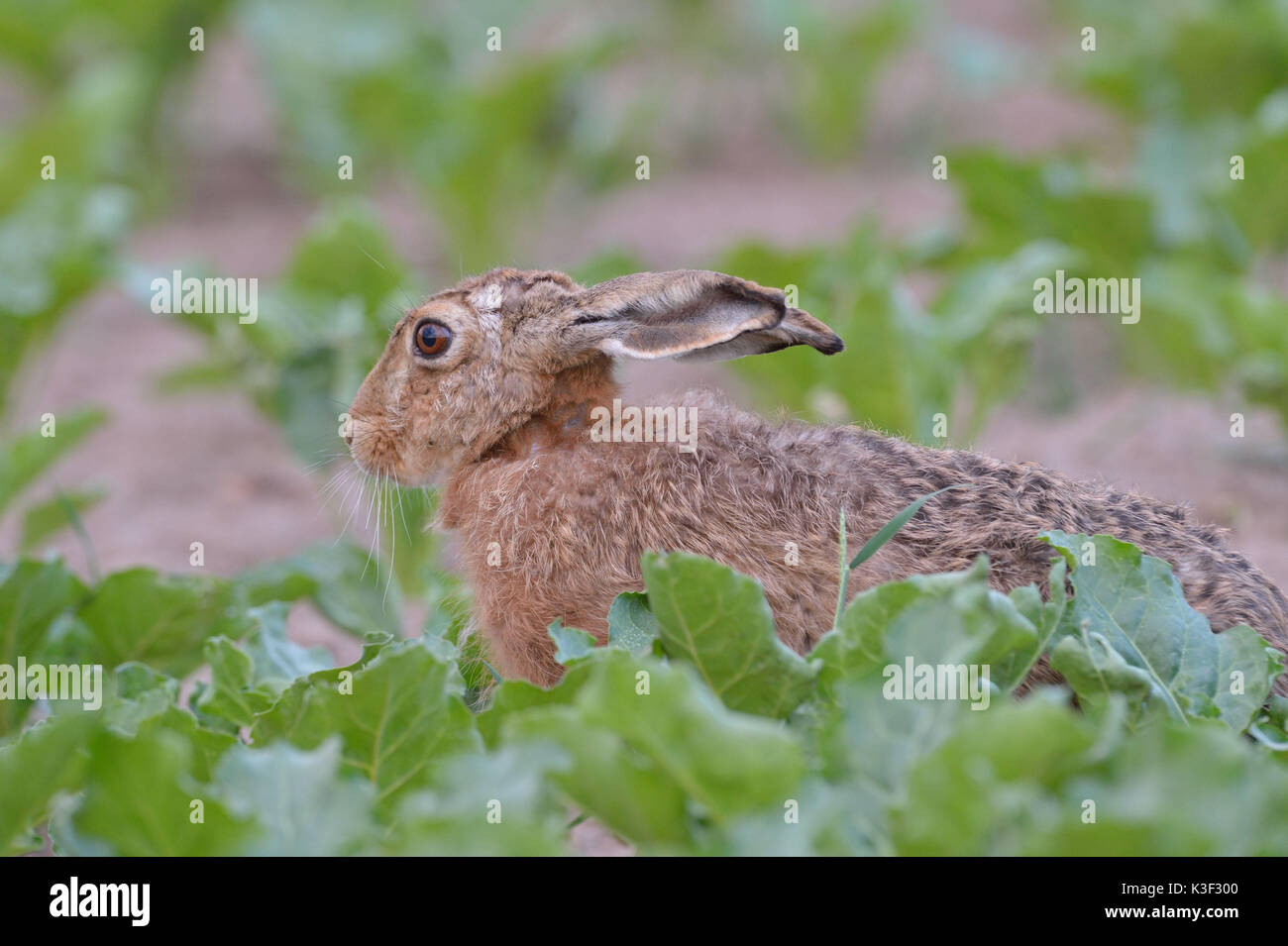 brown hare in the turnip field Stock Photo
