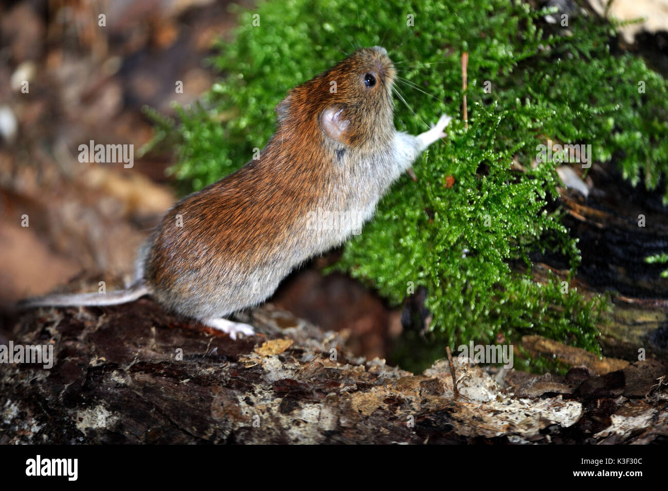 Bank Voles Hi-res Stock Photography And Images - Alamy