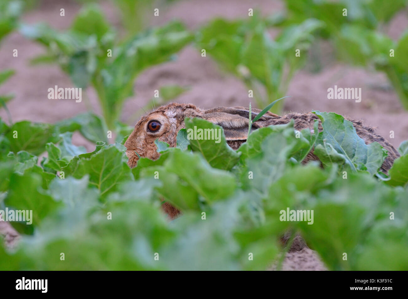 brown hare in the turnip field Stock Photo