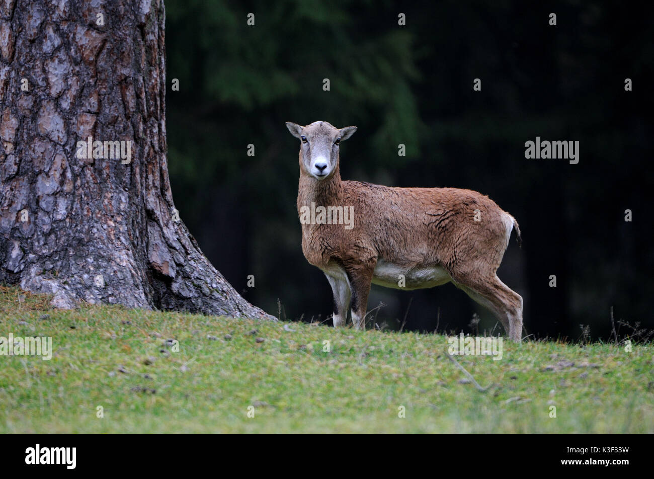 Mufflonschaf hi-res stock photography and images - Alamy