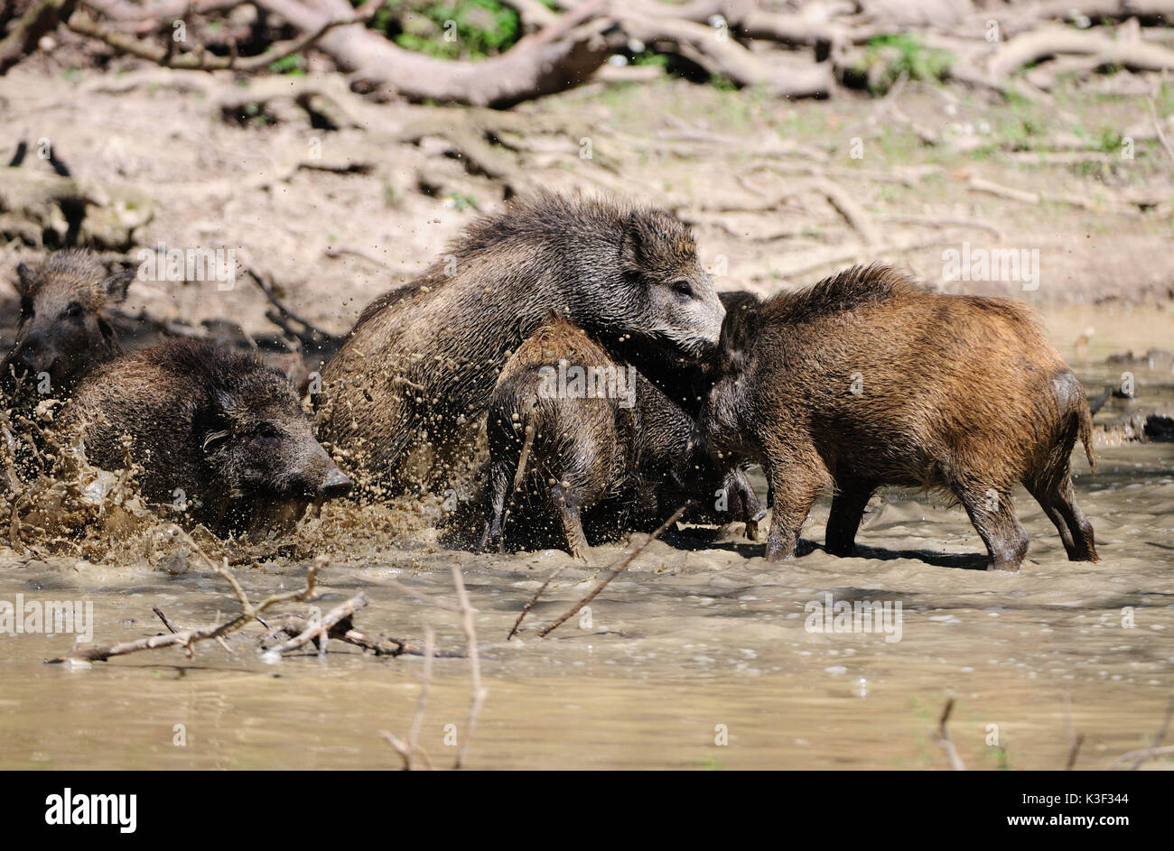 Wild boars by and in the wallowing Stock Photo