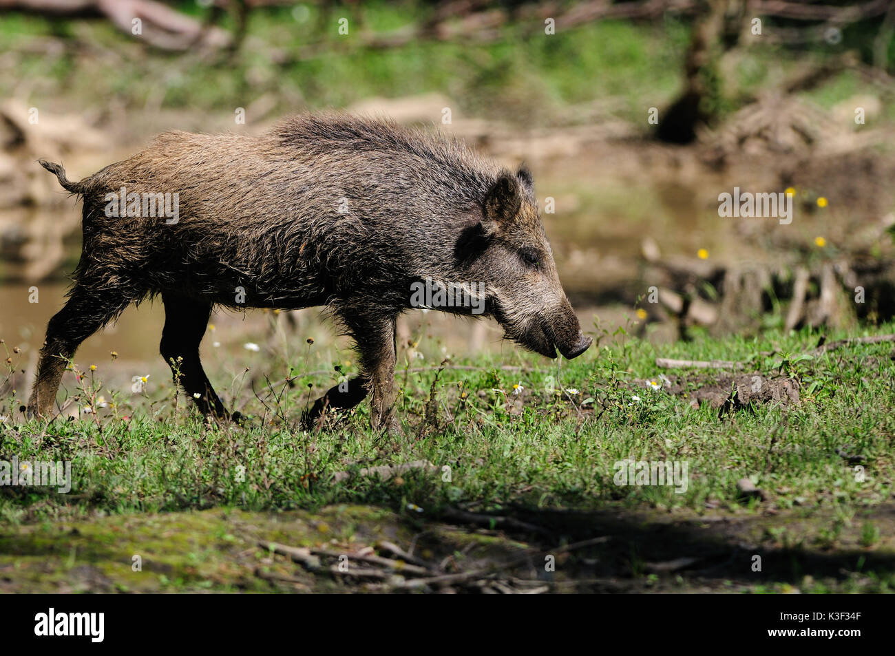 Wild boar in the wallowing Stock Photo