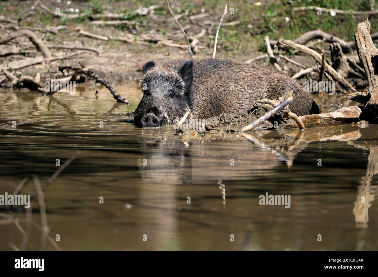 Wild boar in the wallowing Stock Photo