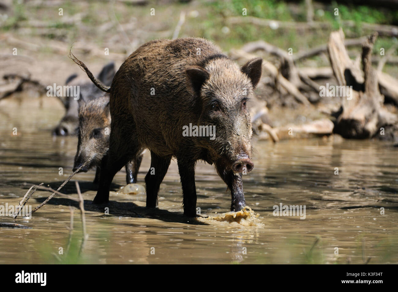 Wild boars by and in the wallowing Stock Photo