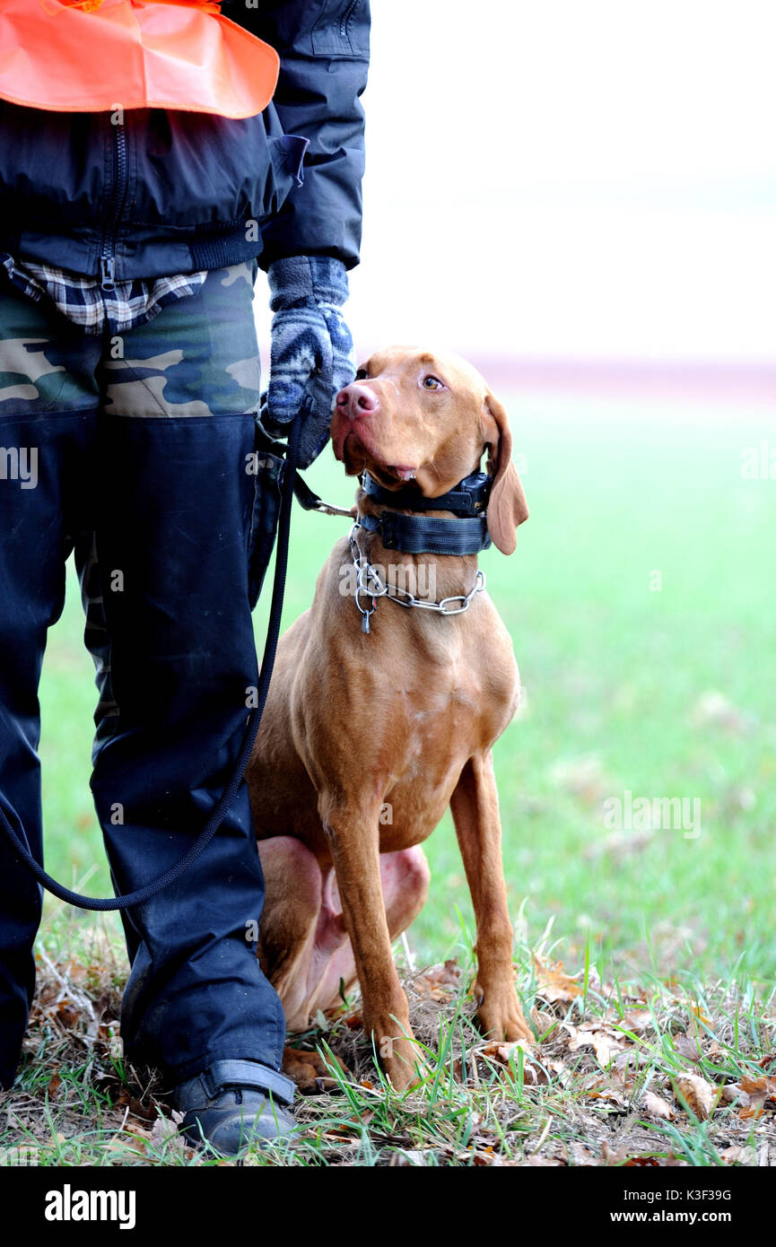 rural ground game hunting, hunter with dog, Stock Photo