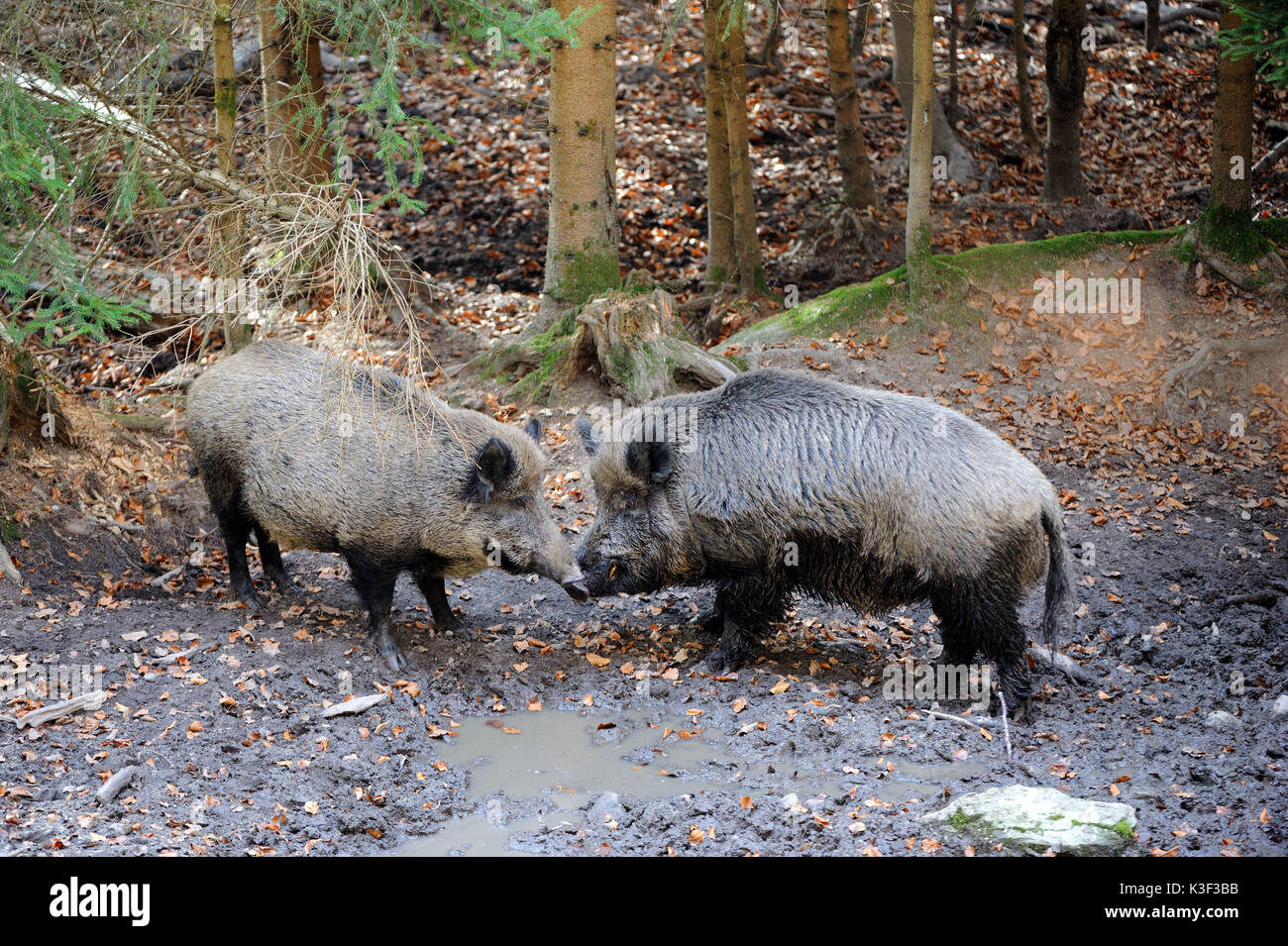 Wild boars in beech mast Stock Photo
