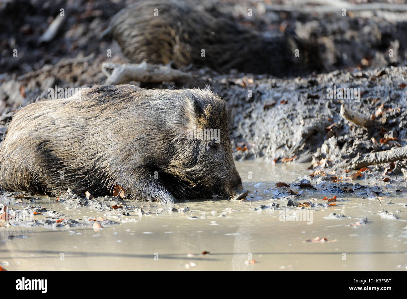 Pigs wallowing in mud hi-res stock photography and images - Alamy