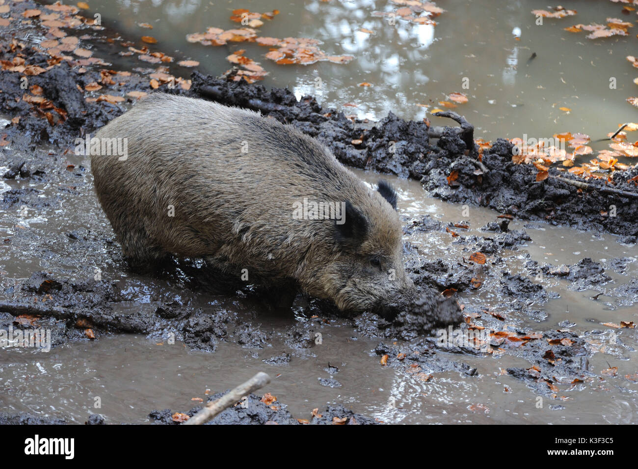 Wild boar in the wallowing, Stock Photo