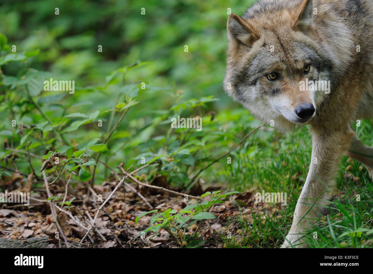 European wolf summer hi-res stock photography and images - Alamy