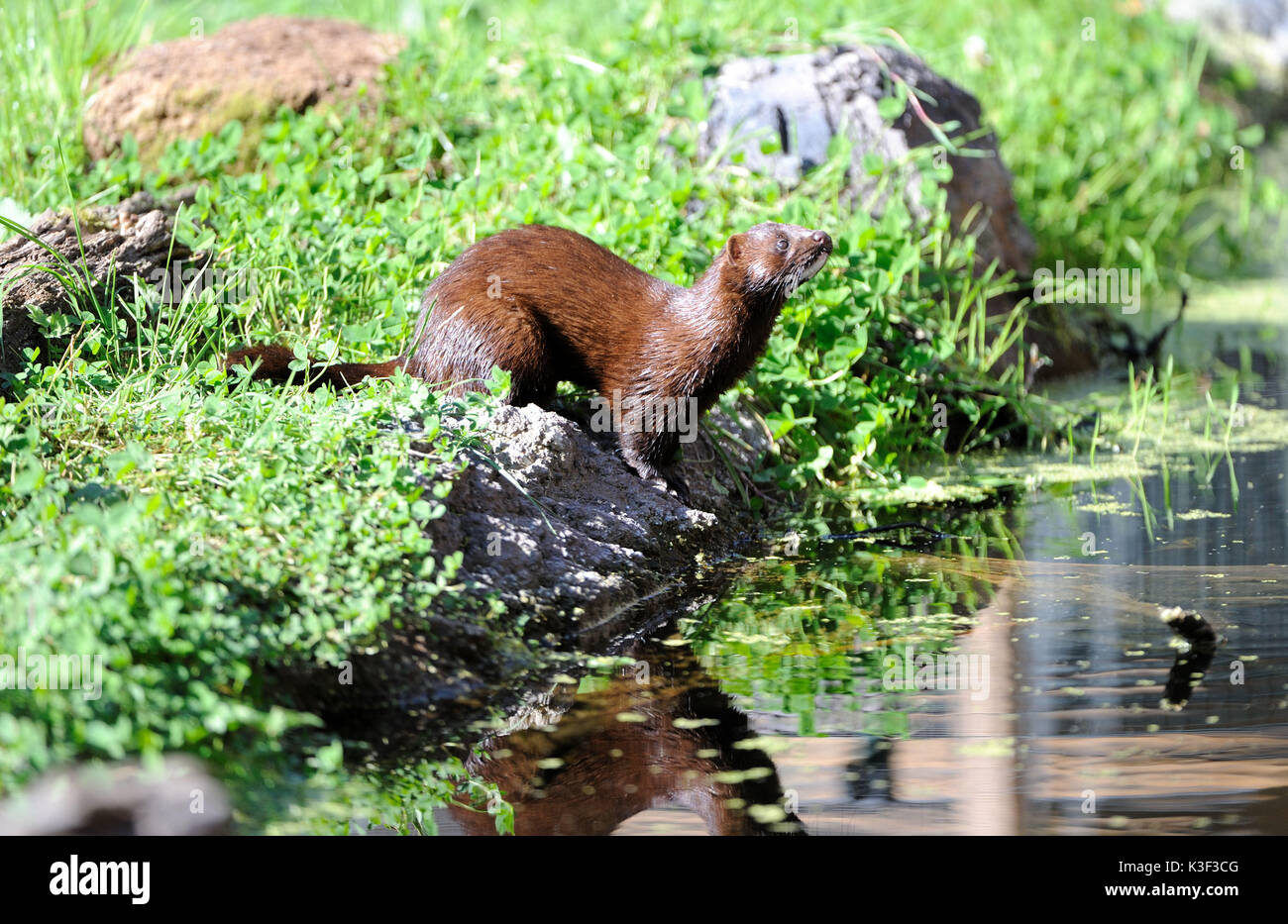 American mink, Mink Stock Photo Alamy