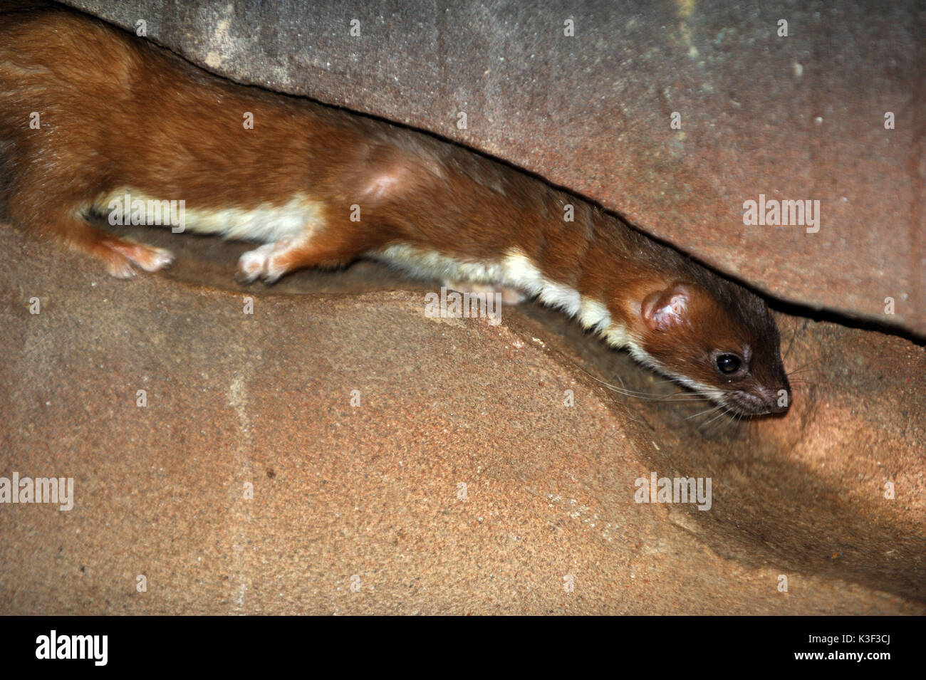 Ermine in crevice on prey search Stock Photo - Alamy