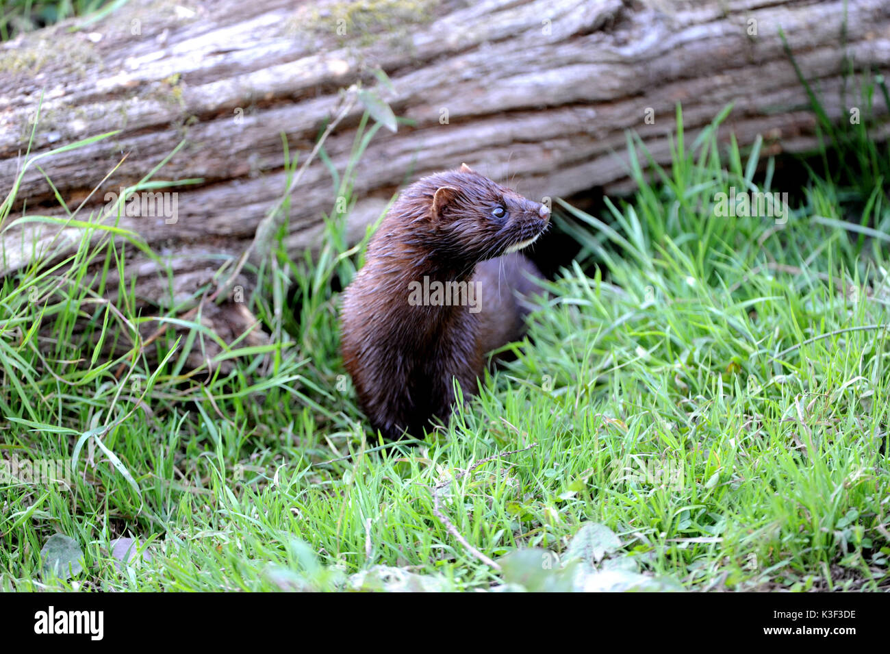 American mink, Mink Stock Photo Alamy
