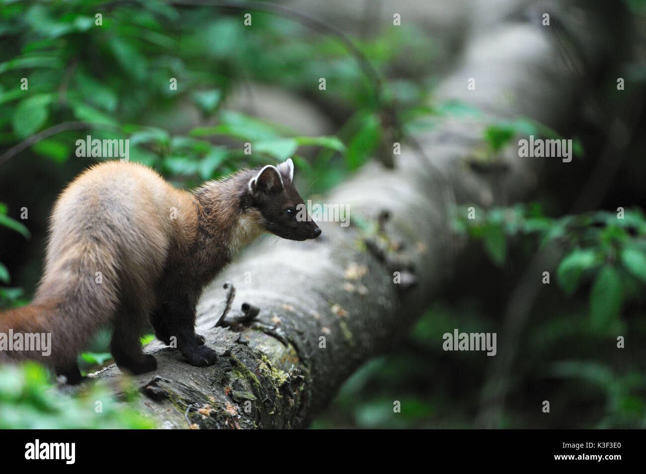 Pine marten fur hires stock photography and images Alamy