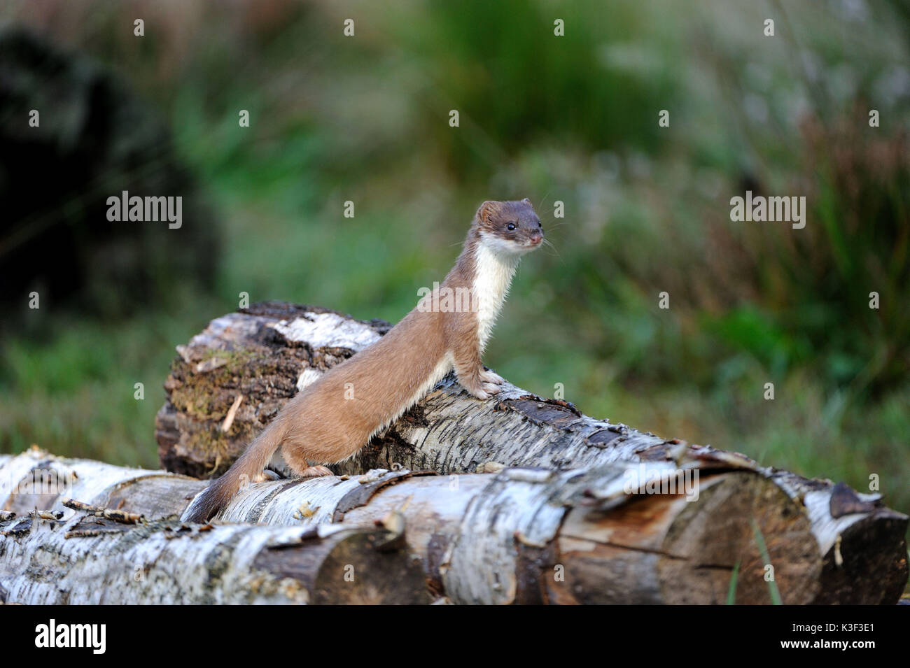 Ermine on autumnal prey search Stock Photo - Alamy