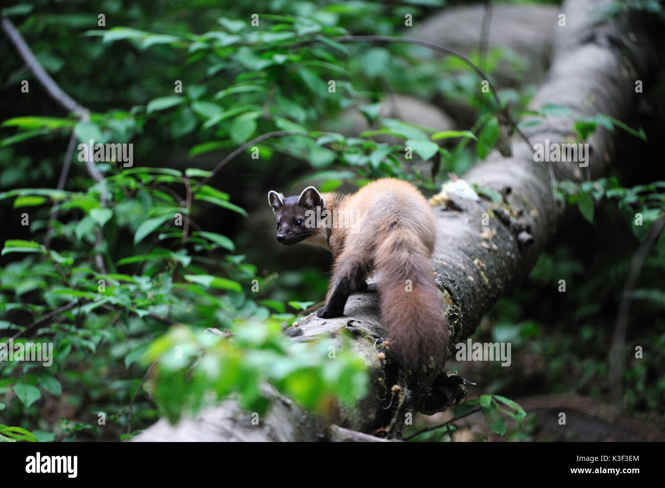 Pine marten fur hires stock photography and images Alamy