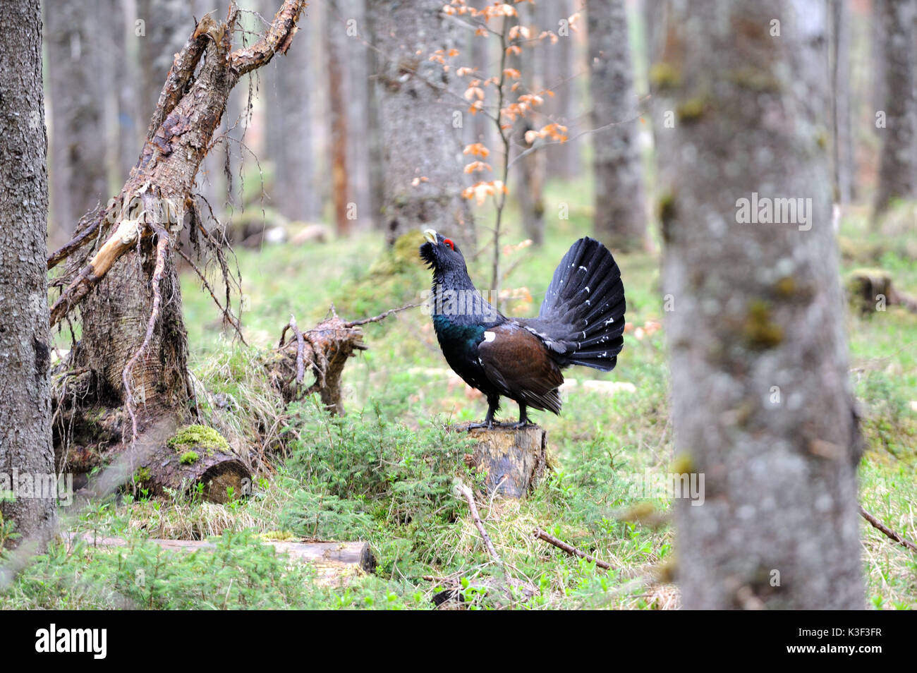 Capercaillie, courtship display in the Bavarian alps Stock Photo