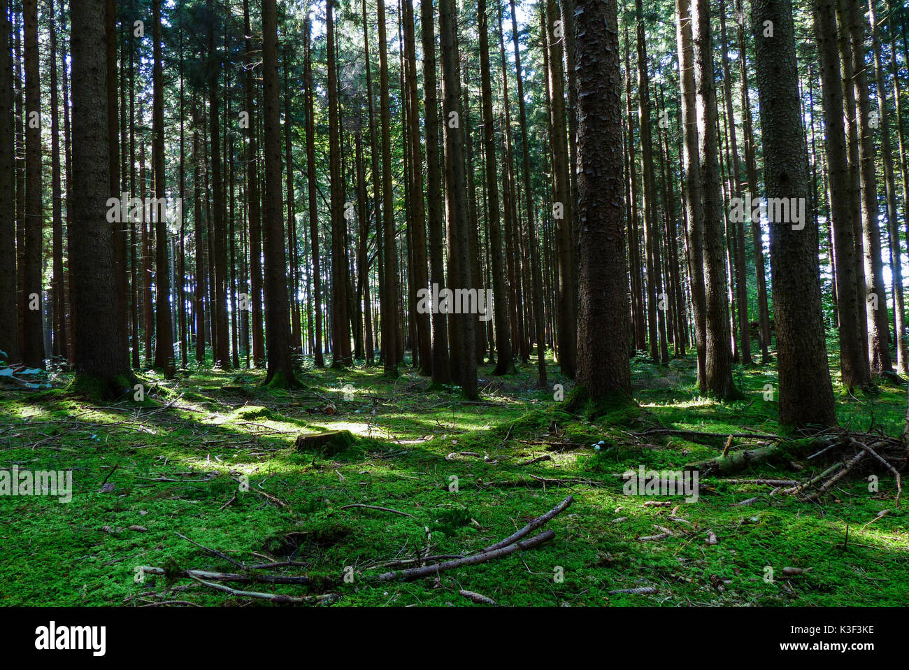 Sunlight falls in a spruce forest Stock Photo