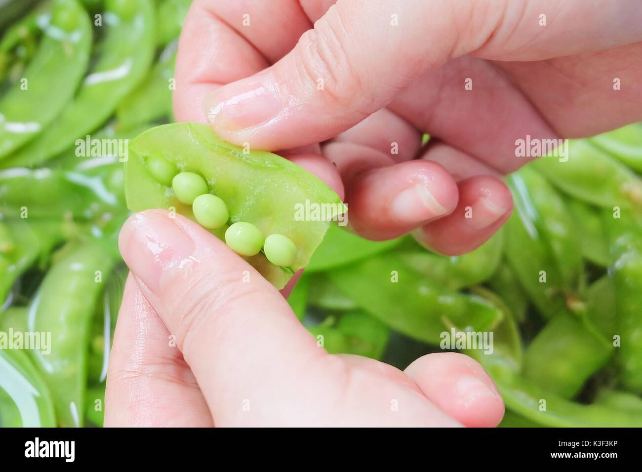 Vegetable, Hand Peeling Fresh Green Pea From A Pod and Cleaning in Water. Green Pea High in Vitamin K, B, C and A. Stock Photo