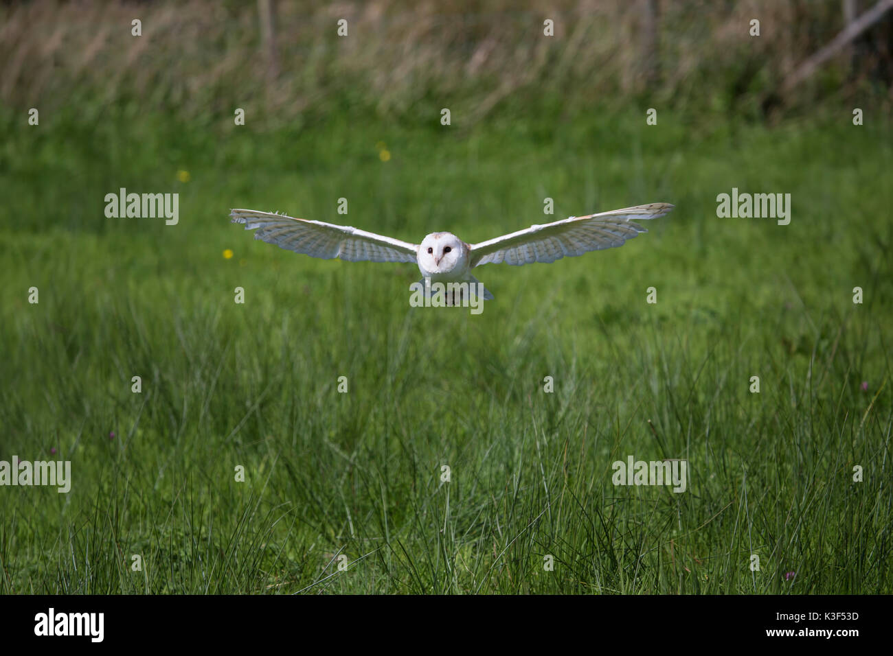 Barn Owl Tyto Alba in low flight over rough grassland Stock Photo