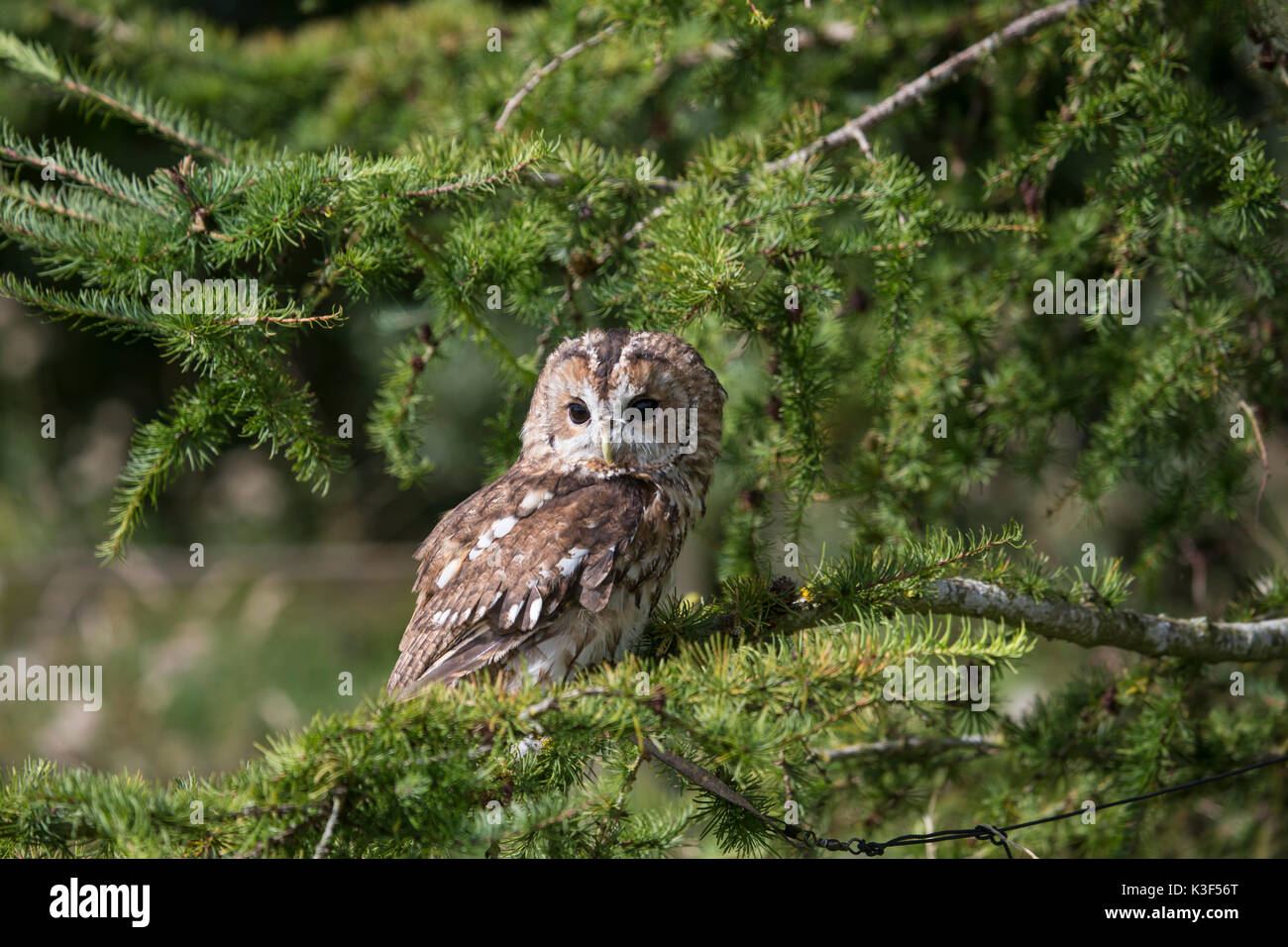 Tawny Owl Strix Aluco perched on a conifer branch Stock Photo
