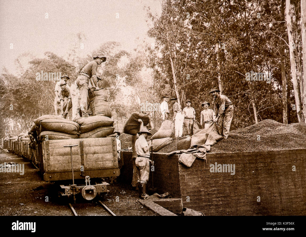 Brazil Italian Immigration Early 1900 - Transport of coffee Stock Photo