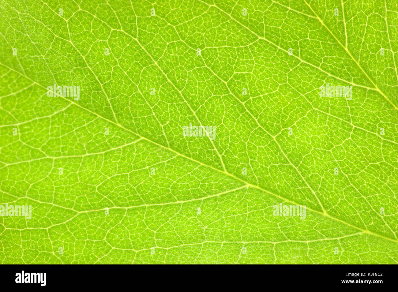 Detailed Green Leaf Macro Background Texture Stock Photo - Alamy