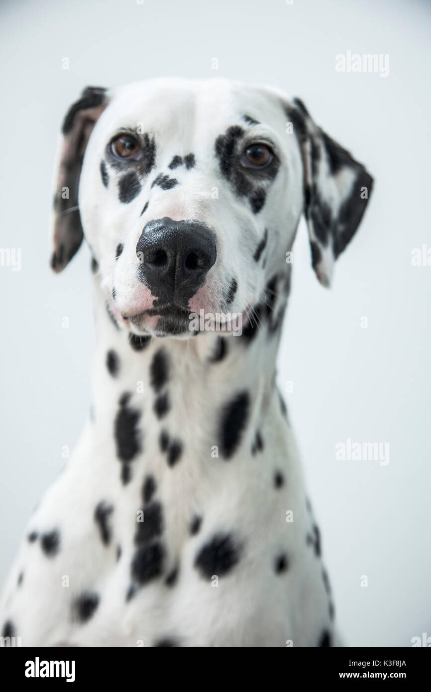 Dalmatian Dog Portrait Stock Photo