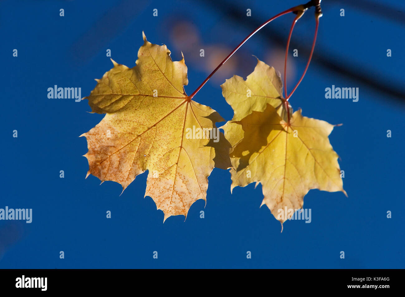 Two maple leaves in autumn Stock Photo