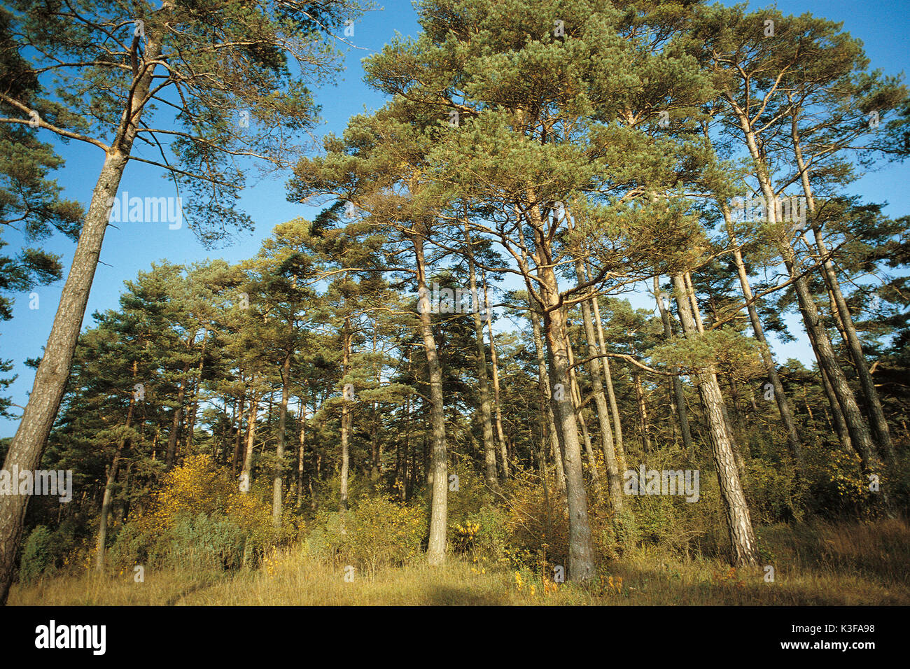 Mixed forest Stock Photo