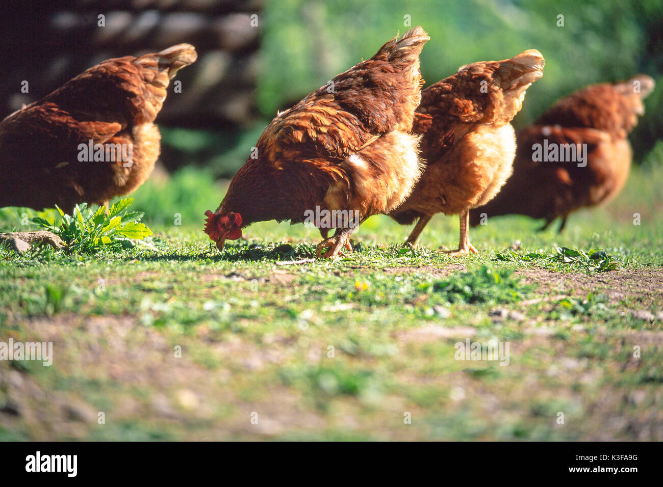 free-range poultry while picking Stock Photo