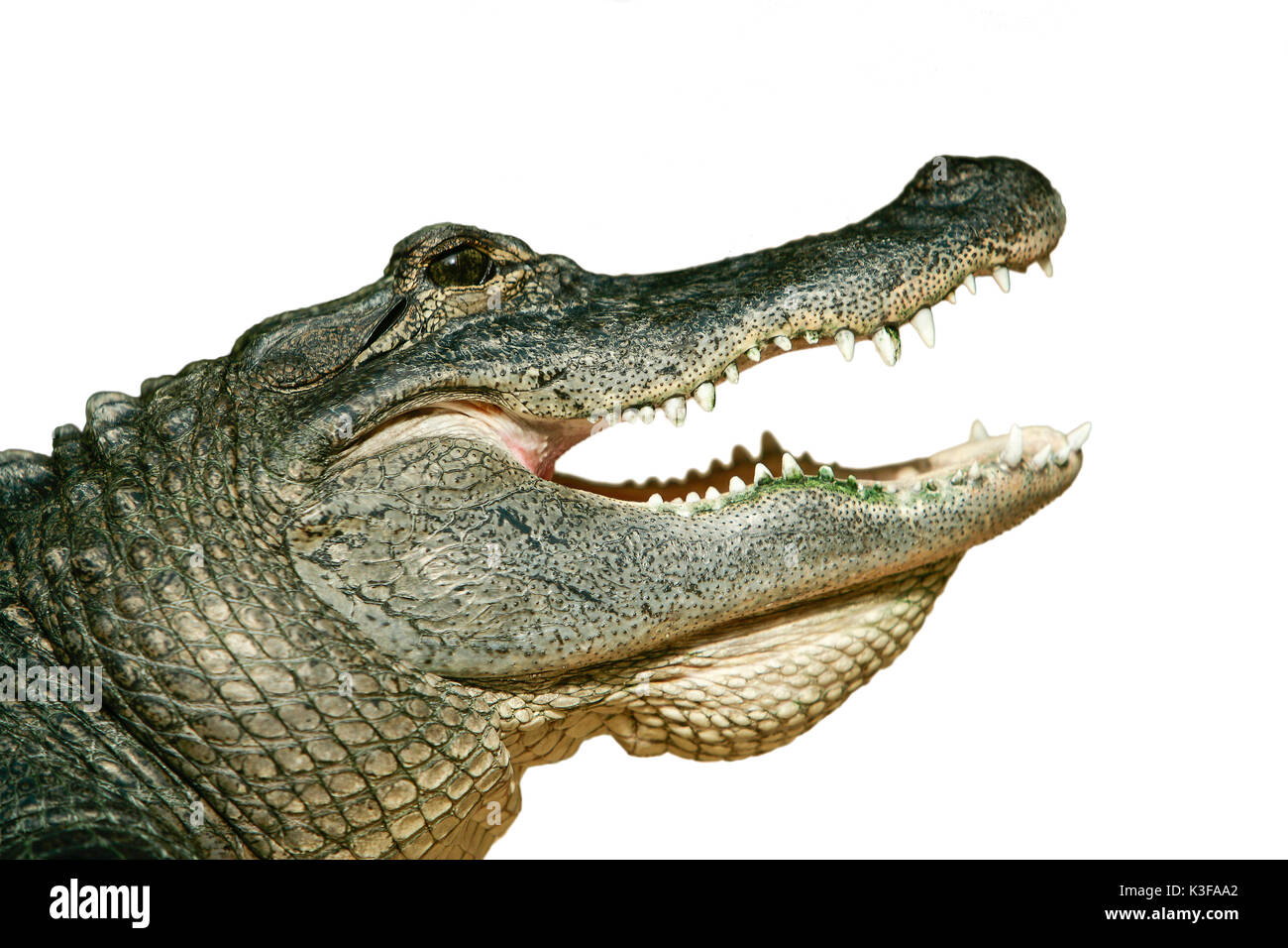 Crocodile head (knock-out) Stock Photo