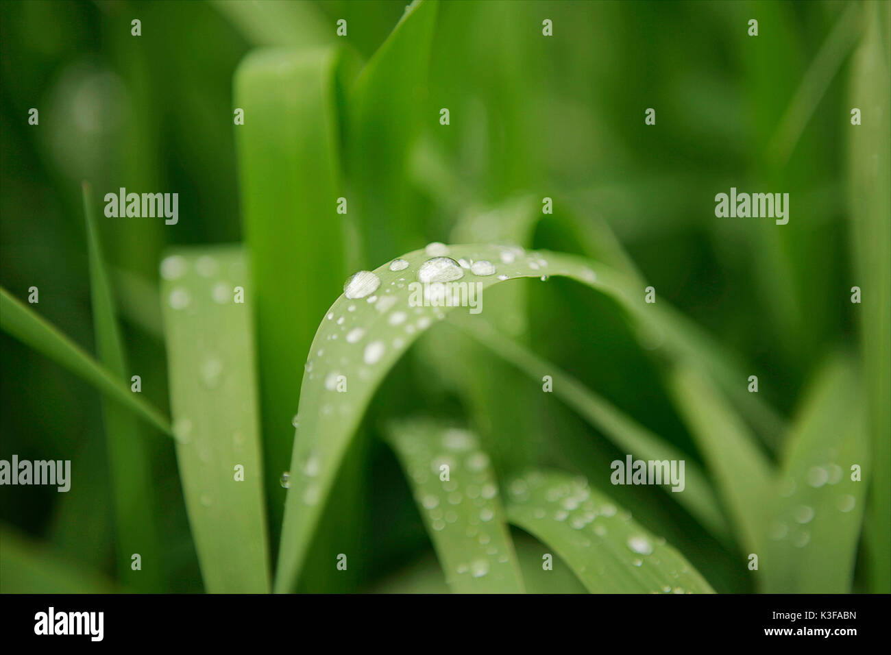 Blade of grass close dewdrop / raindrop Stock Photo