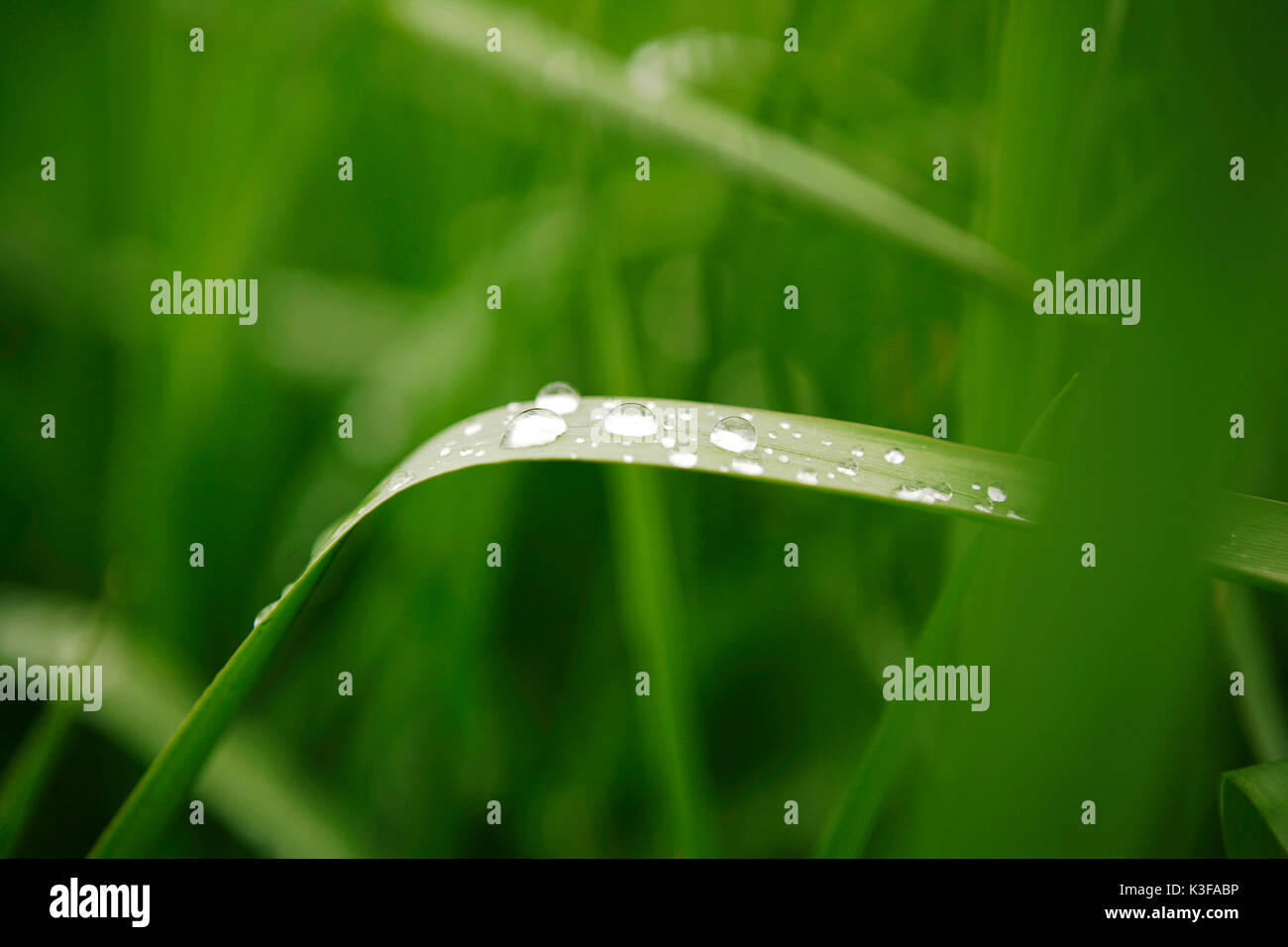 Blade of grass close dewdrop / raindrop Stock Photo