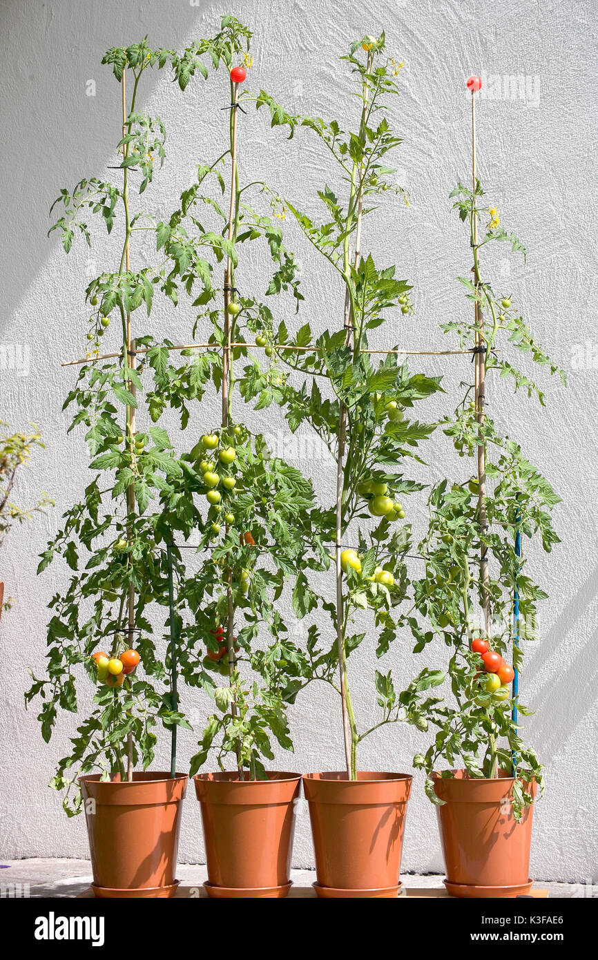 Tomatoes at the shrub drag Stock Photo