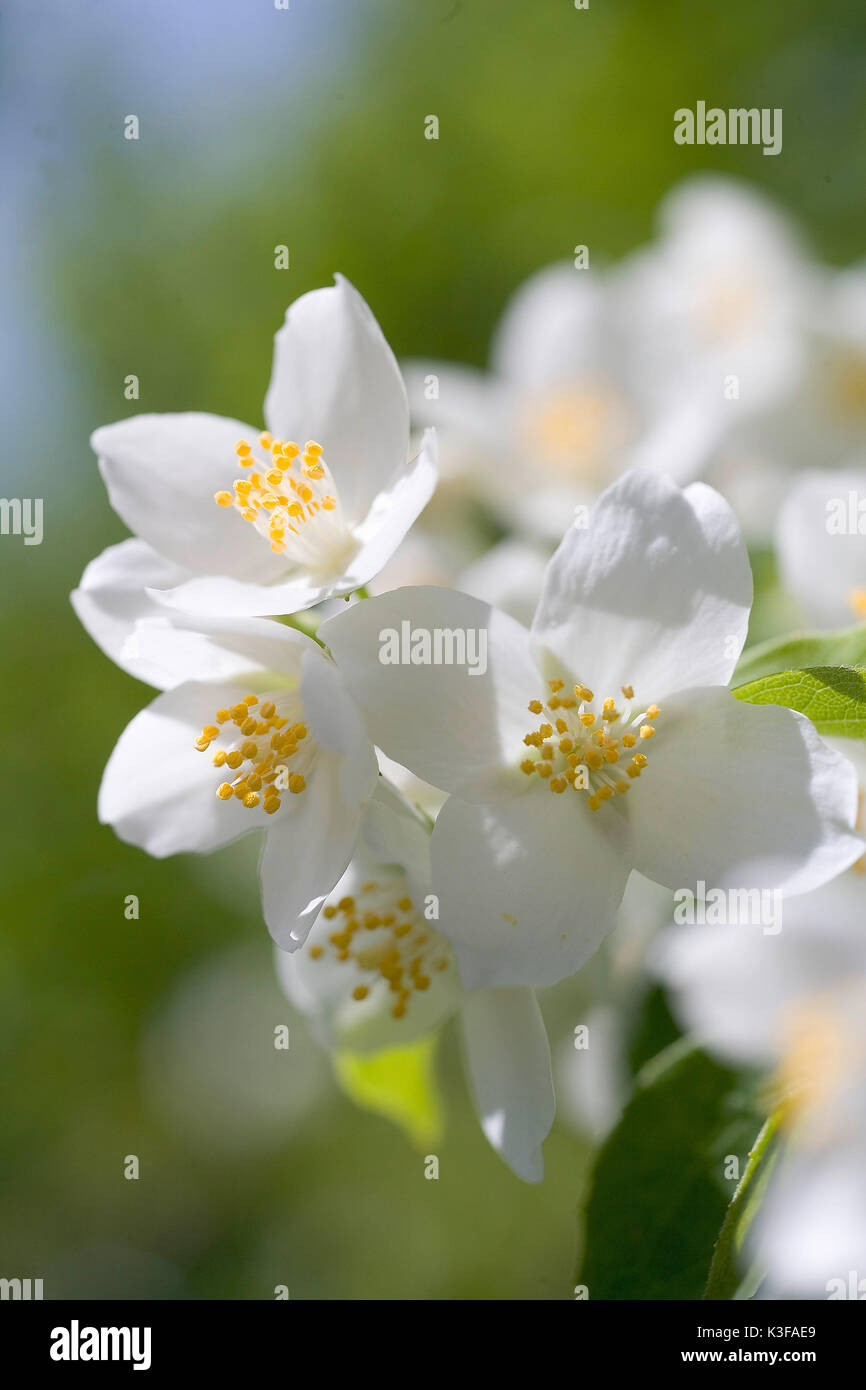 Jasmin's blossom (Jasminum officinale) Stock Photo