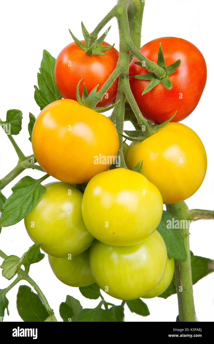 rime and immature tomatoes at the shrub Stock Photo
