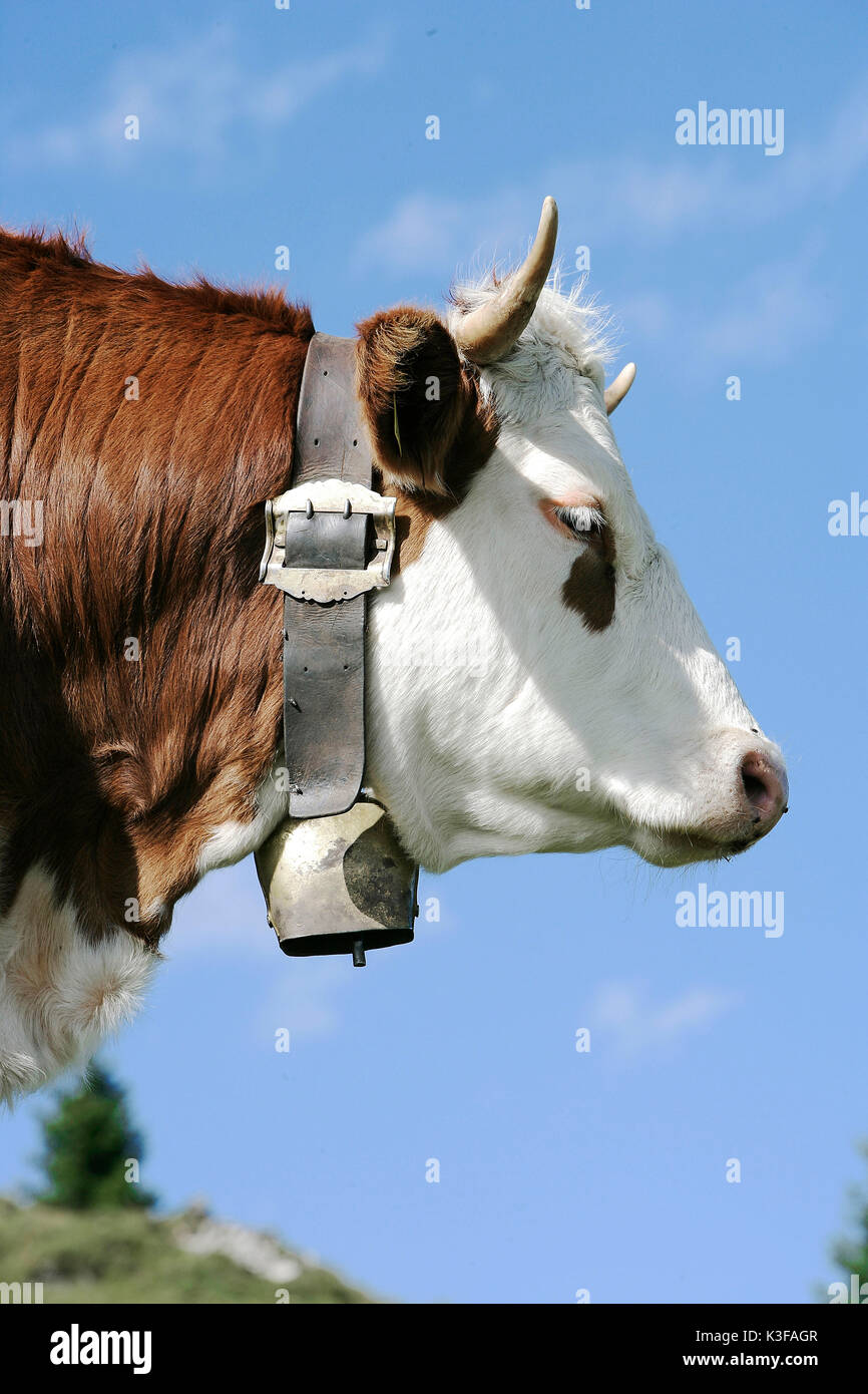 Cow in front of blue heaven Stock Photo