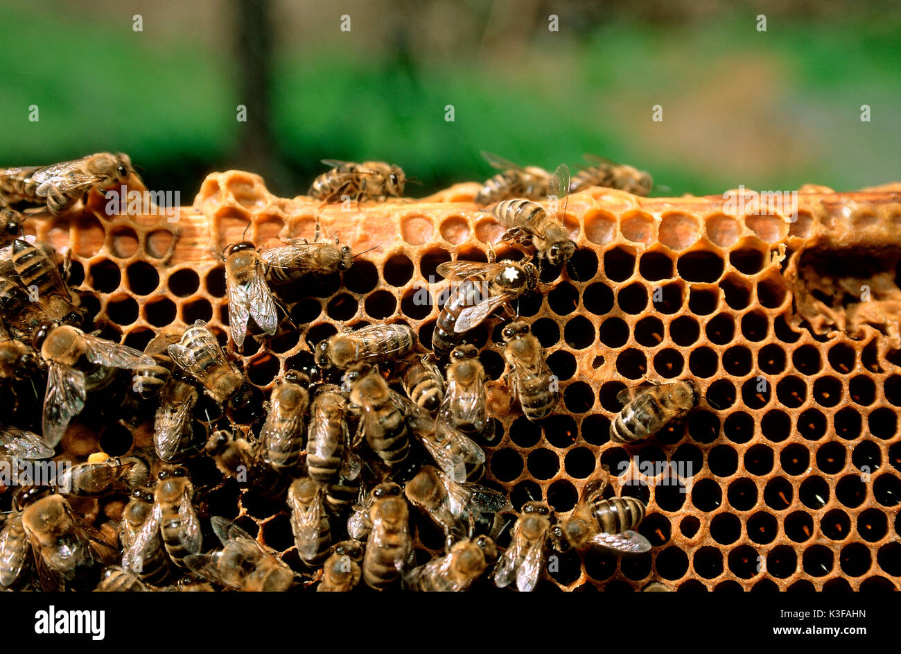 Bee's strain with queen (selected with white star) on a honeycomb Stock Photo