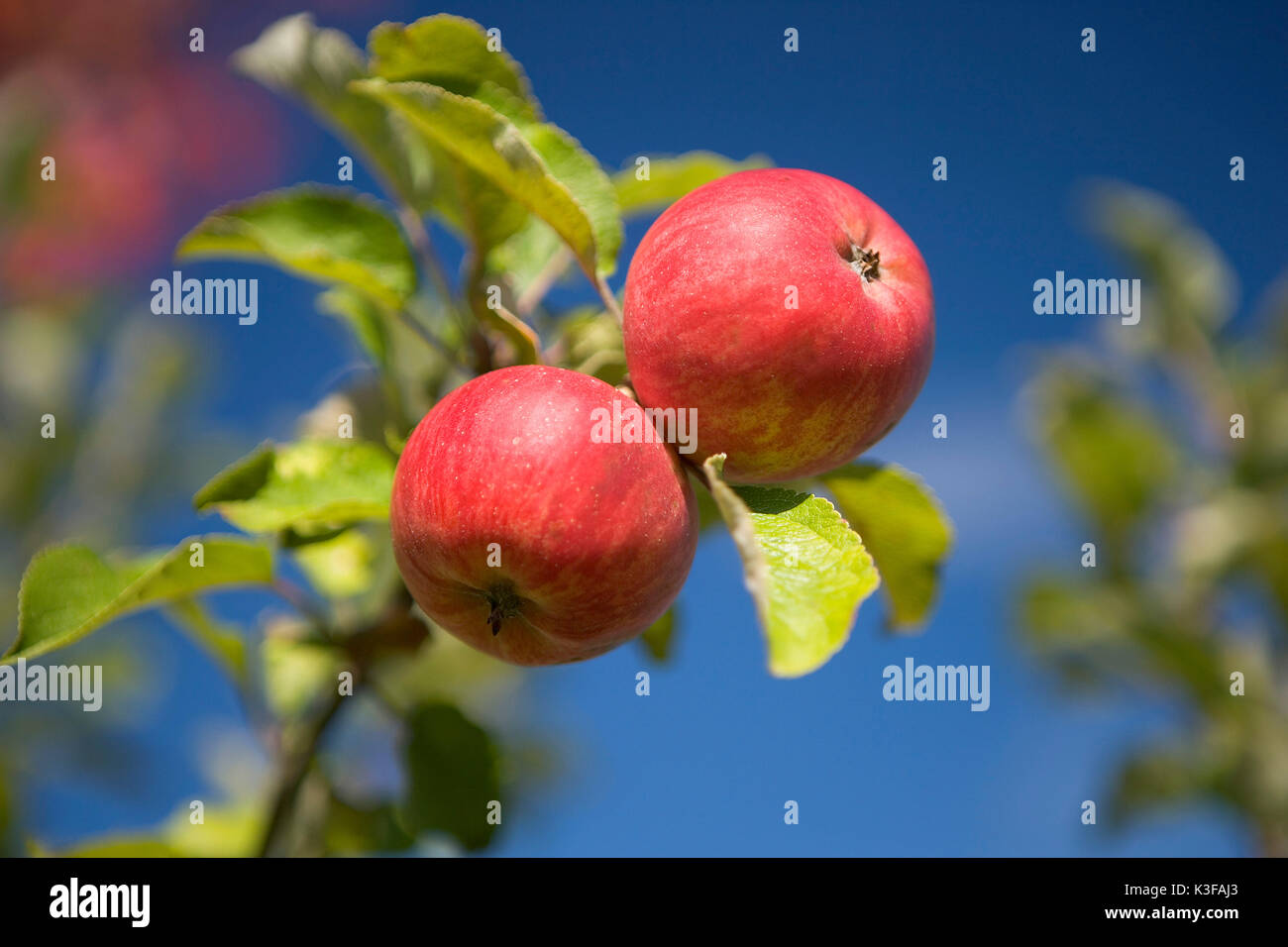 Two apples at the tree, sort of red Berlepsch Stock Photo