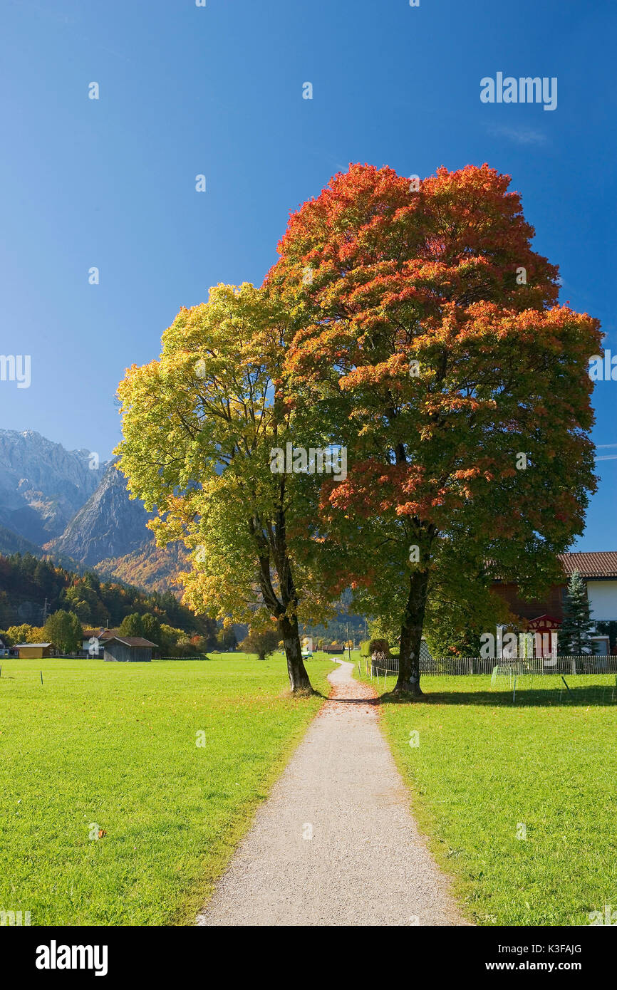 Autumnal trees close Zugspitze and Waxenstein in Garmisch-Partenkirchen Stock Photo