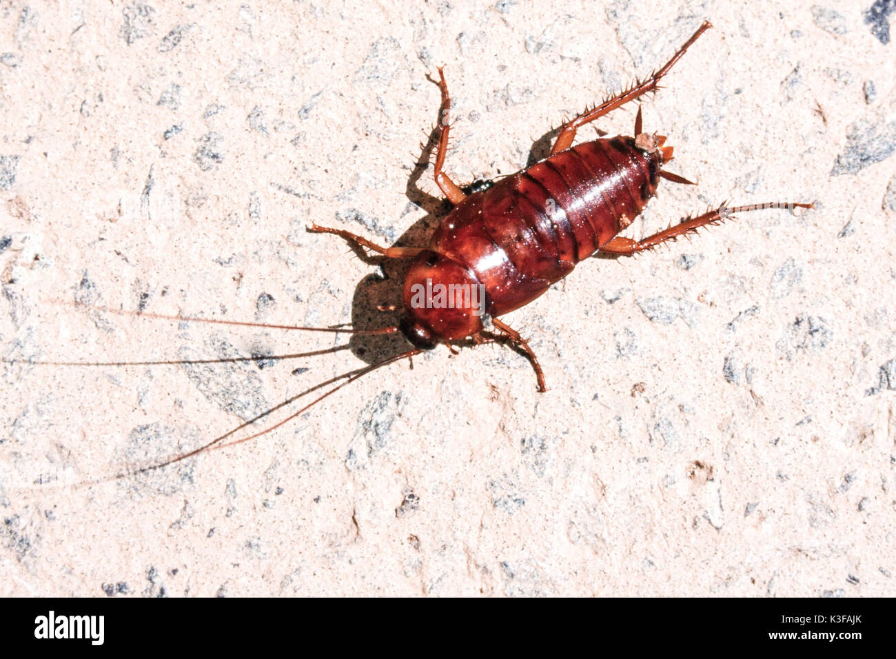 Cockroach insects hi-res stock photography and images - Alamy