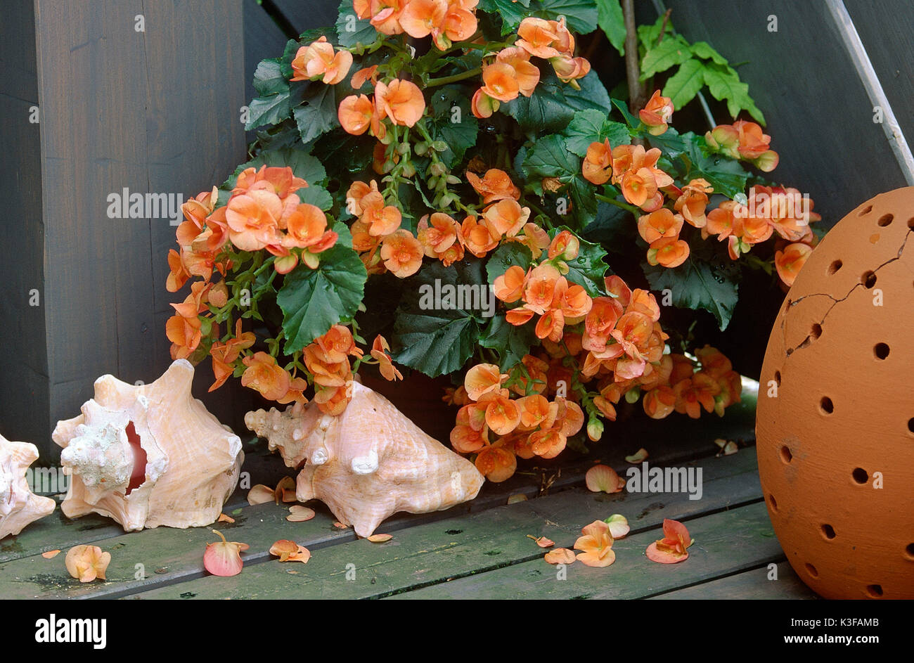 Orange begonia Stock Photo